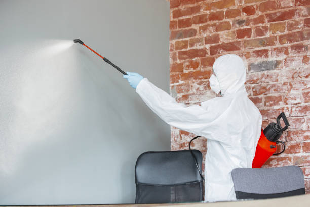 Reliable Odenville, AL Mold Removal Solutions