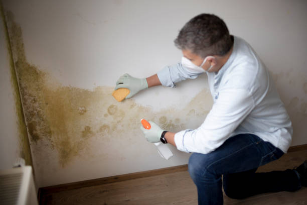 Best Mold Odor Removal Services  in Odenville, AL